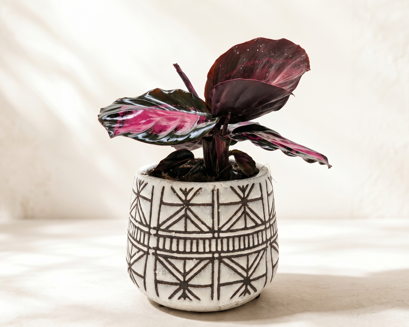 The Callie Plant