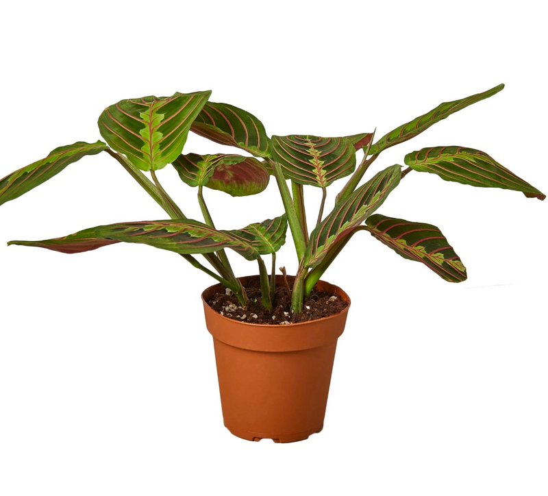 Maranta Red Prayer Plant