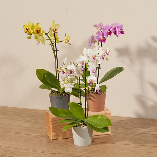 Three Wishes Orchids