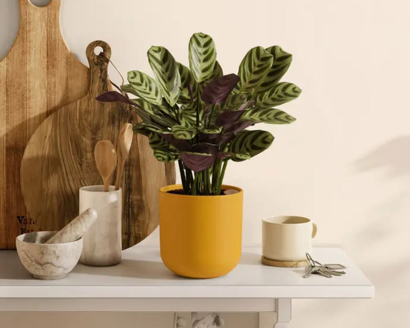 Small Marxii Calathea in Self Watering Potter