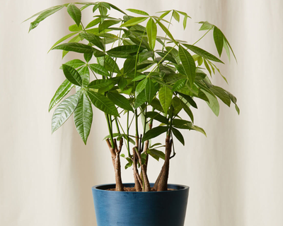 Money Tree Forest