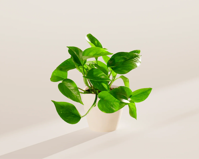 Small Golden Pothos Plant with Eco Pot