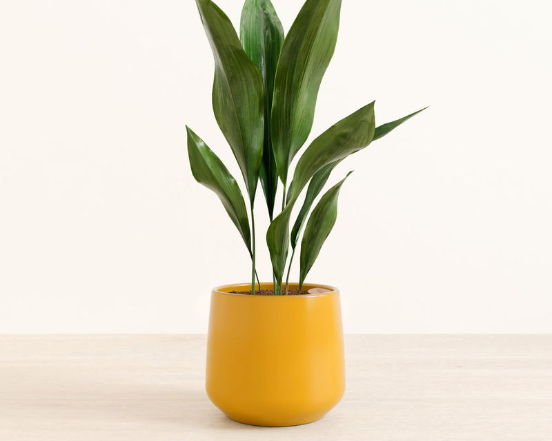Medium Cast Iron Plant in Self Watering Ceramic Potter