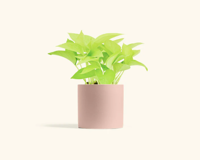 Neon Pothos with Classic Planter
