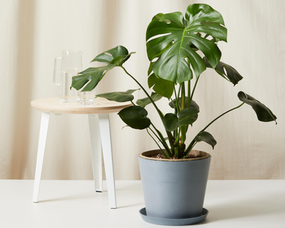 Monstera Deliciosa