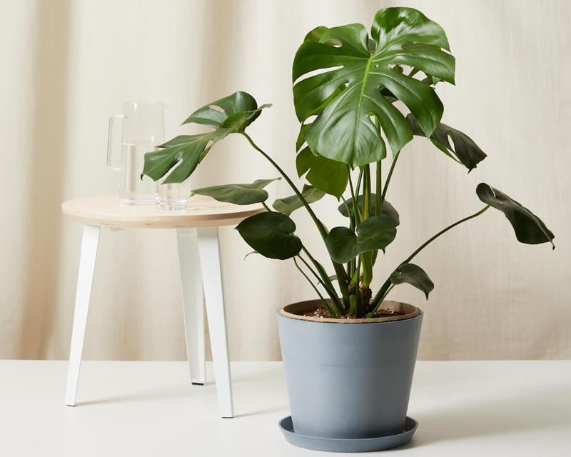 Monstera Deliciosa