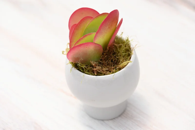 Grow By Gifting Assorted Small Succulent Gift