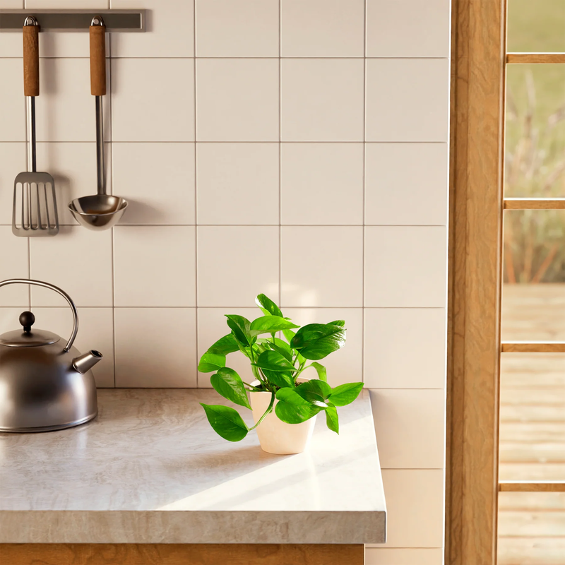 Small Golden Pothos Plant with Eco Pot
