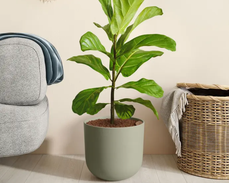 Large Fiddle Leaf Fig in Self Watering Ceramic Potter