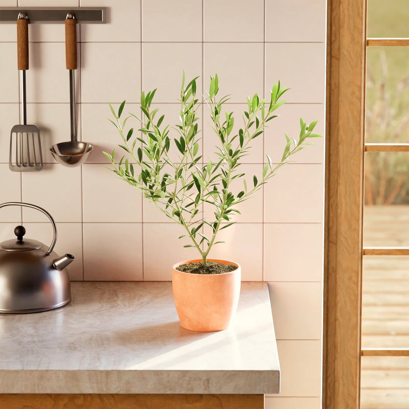 Medium Indoor Olive Tree with Eco Pot