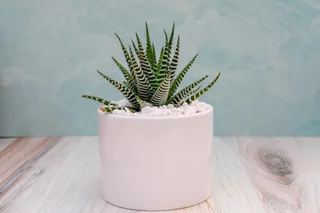 Haworthia Super White