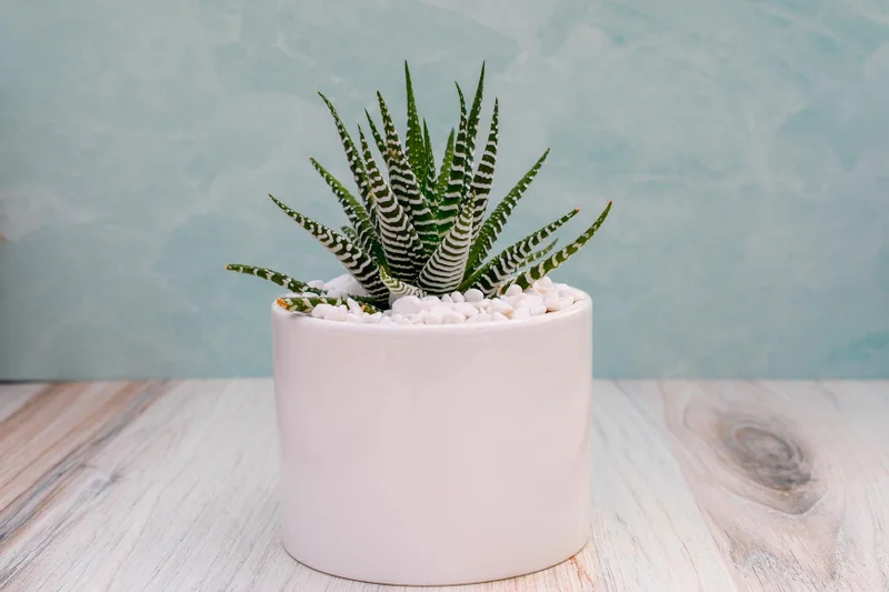 Single Succulent in Potter