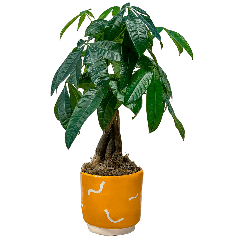 Sculpd Pottery Kit with Paint