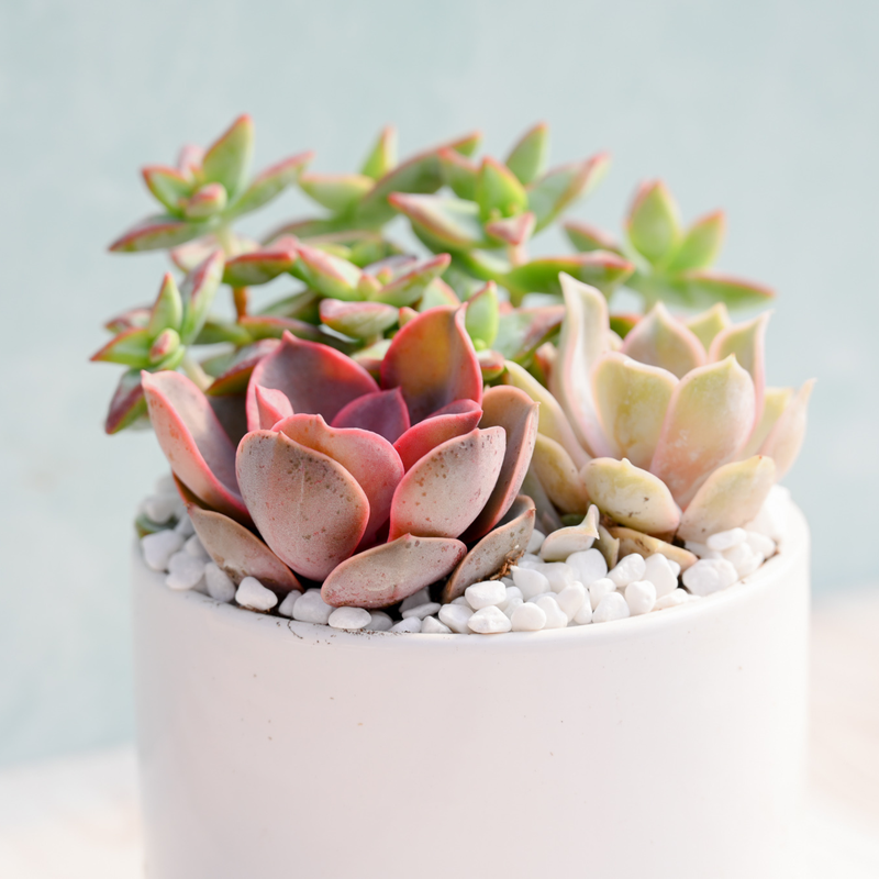 Grow By Gifting Jubilant Succulent Garden Trio