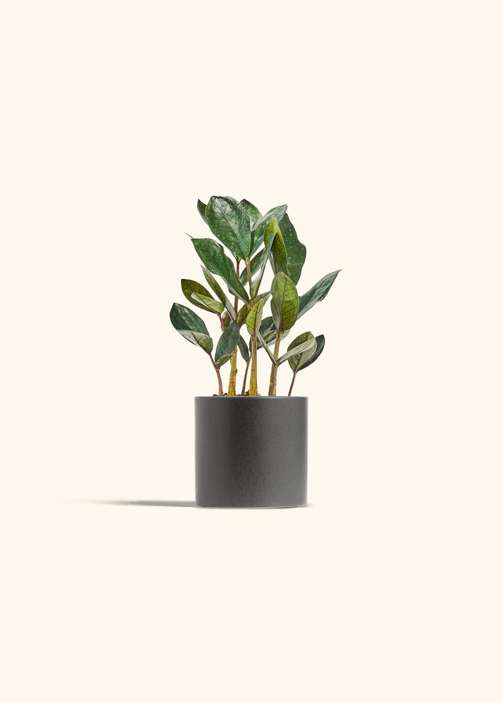 Black ZZ Plant with Classic Planter