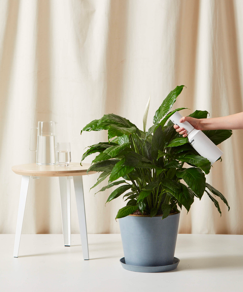 Peace Lily