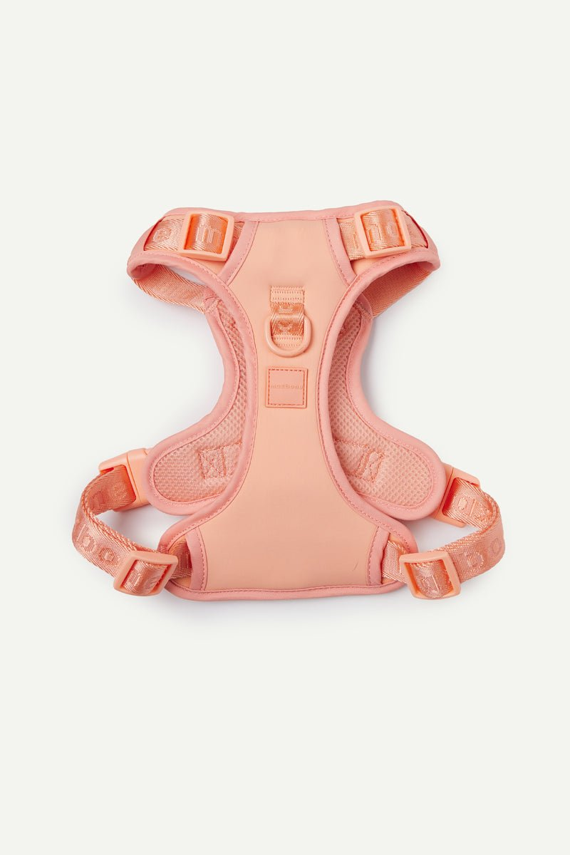 Coral Peach