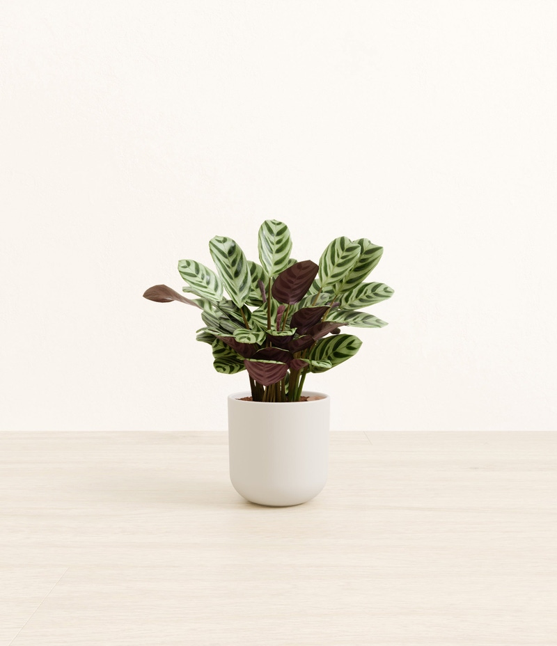 Small Marxii Calathea in Self Watering Potter