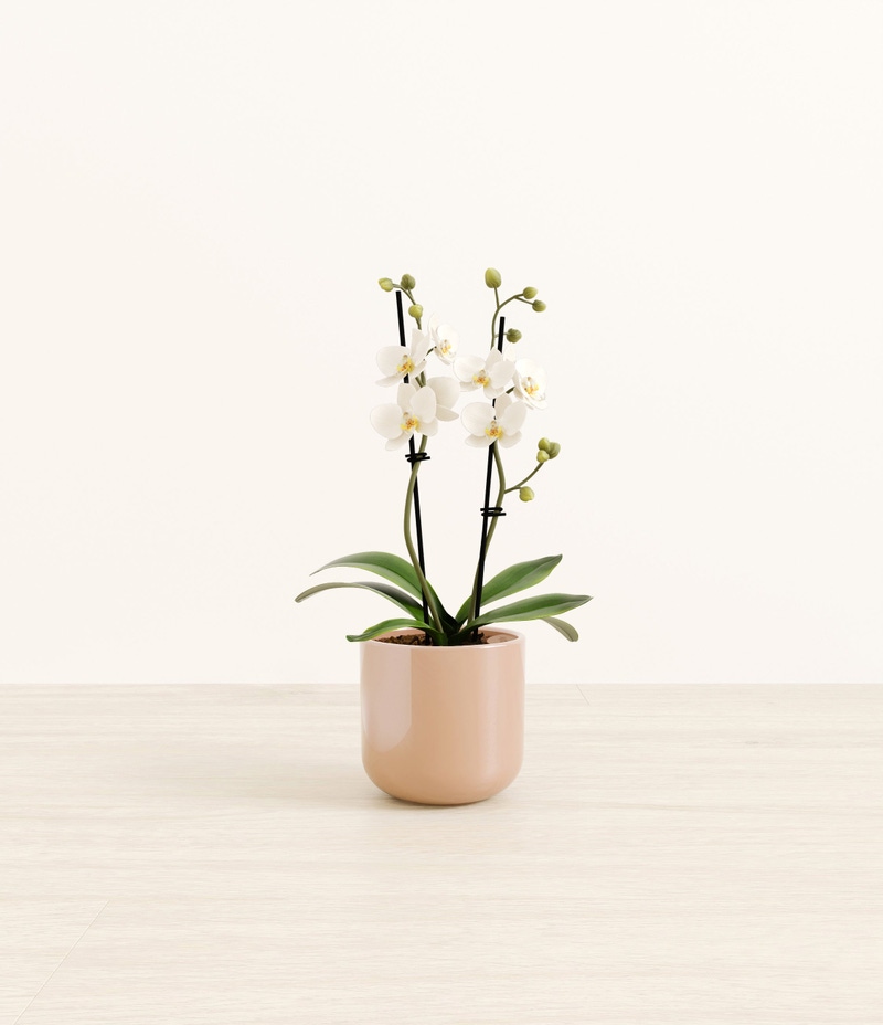 Small Zurich White Orchid in Self Watering Ceramic Potter