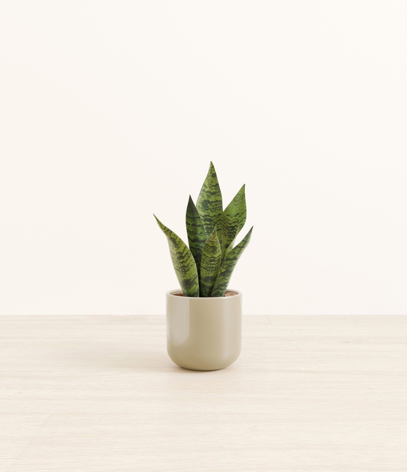 Small Green Snake Plant in Self Watering Ceramic Potter