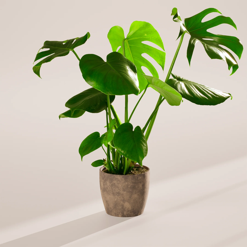 Medium Monstera Deliciosa with Eco Pot