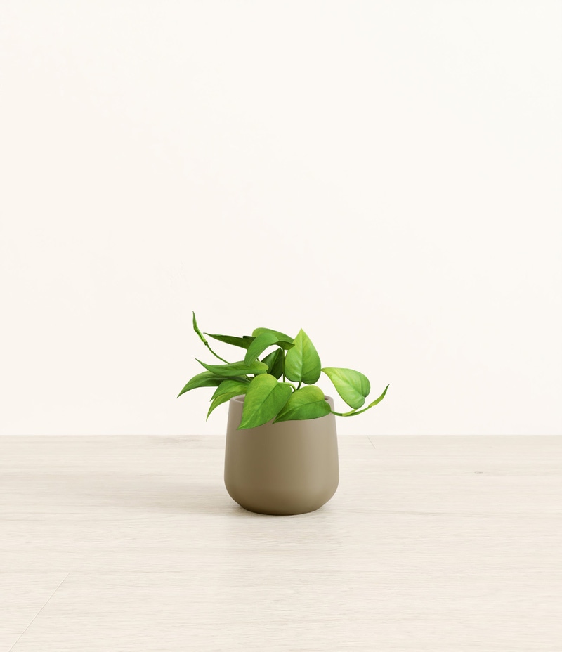 Small Jade Pothos in Self Watering Ceramic Potter