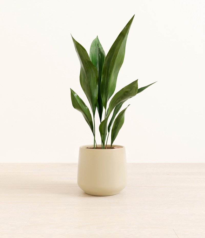 Medium Cast Iron Plant in Self Watering Ceramic Potter