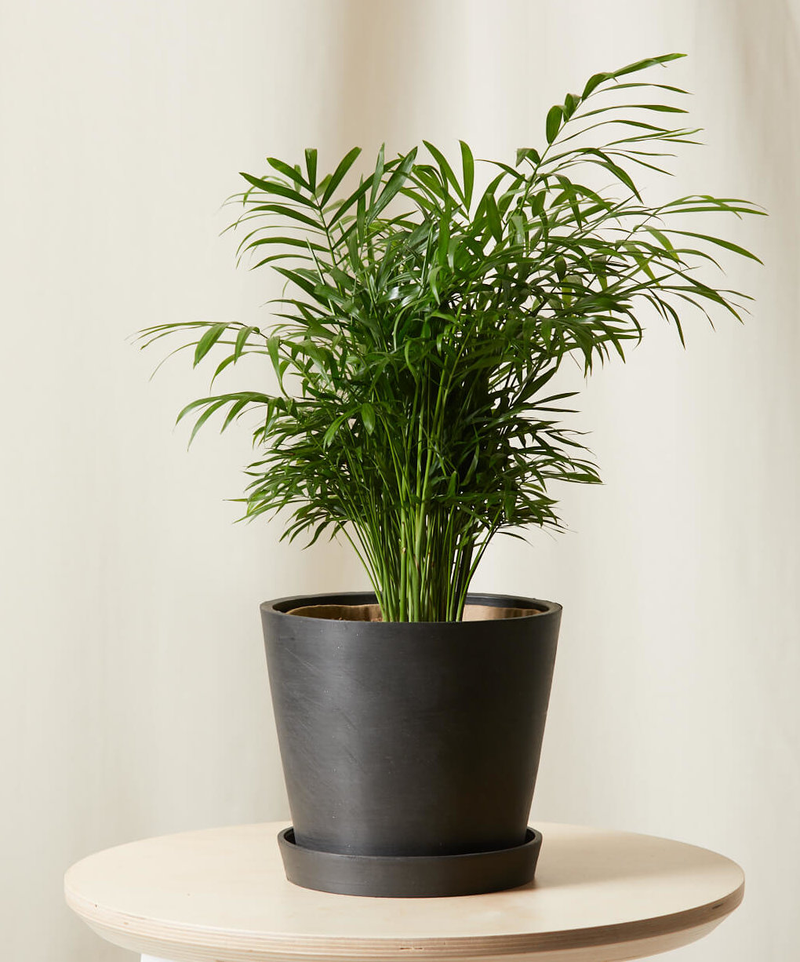 Parlor Palm
