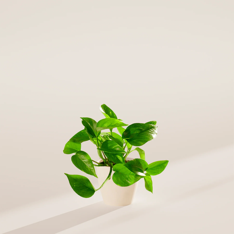 Small Golden Pothos Plant with Eco Pot