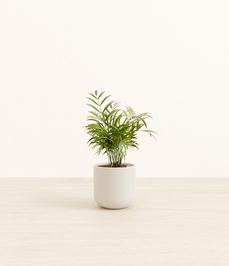 Small Parlor Palm in Self Watering Ceramic Potter