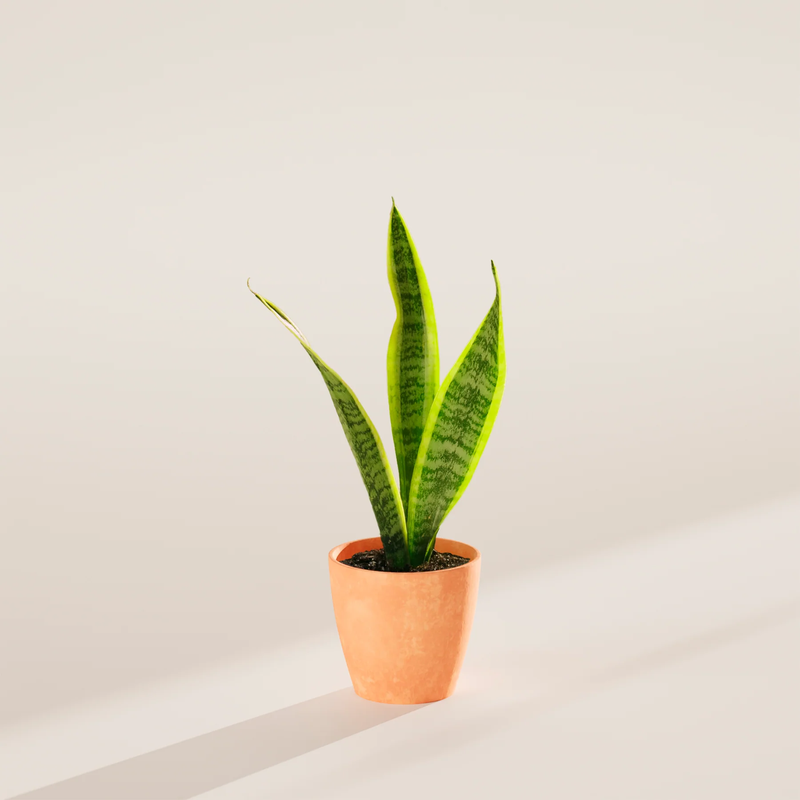 Small Snake Plant with Eco Pot