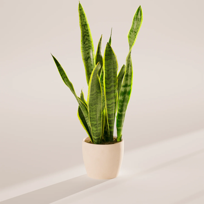 Medium Snake Plant with Eco Pot