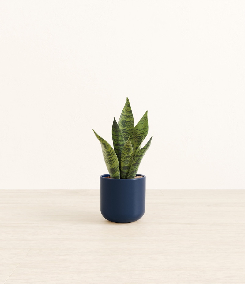 Small Green Snake Plant in Self Watering Ceramic Potter