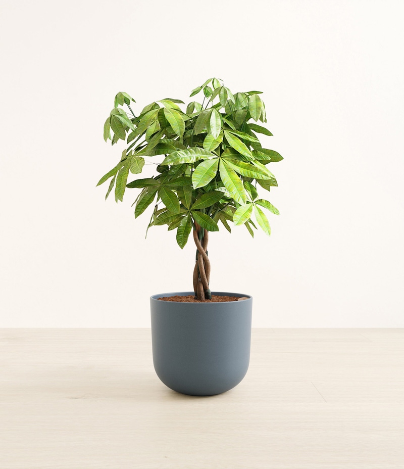 Large Money Tree in Self Watering Ceramic Potter