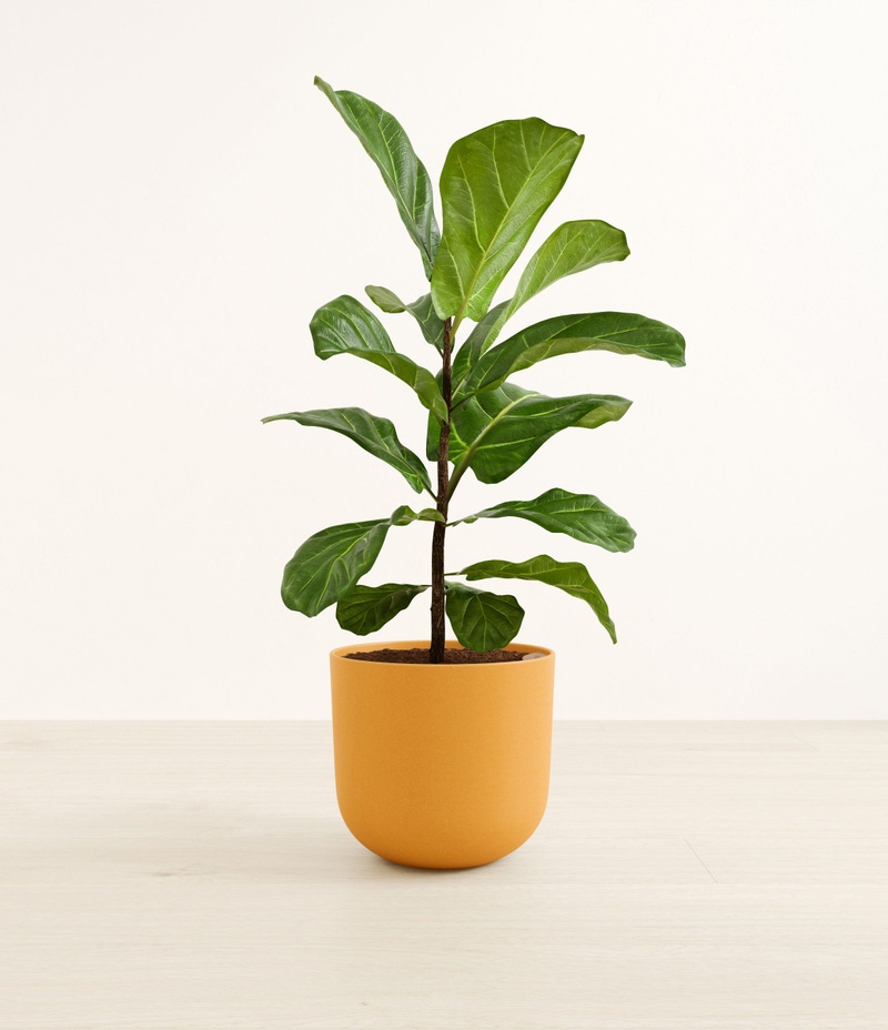 Large Fiddle Leaf Fig in Self Watering Ceramic Potter
