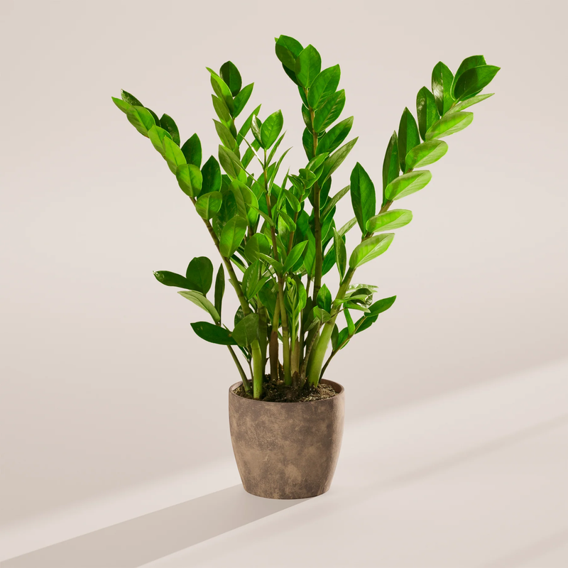 Medium ZZ Plant with Eco Pot