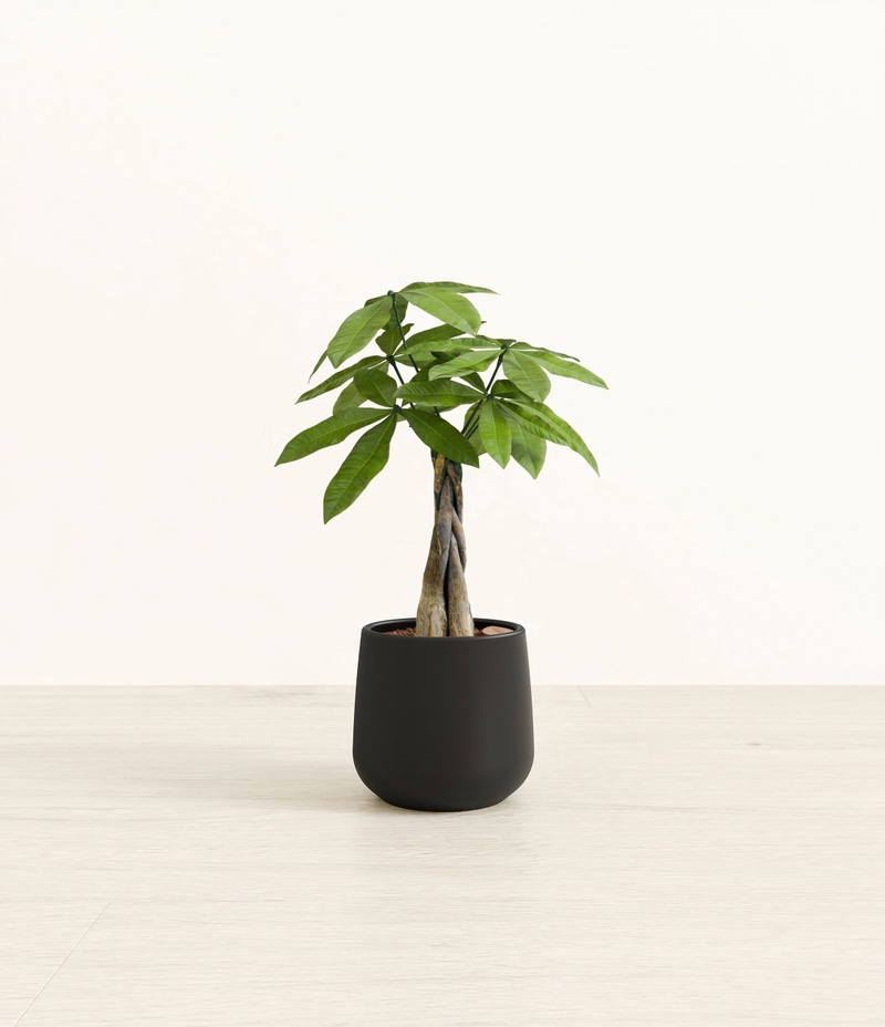 Small Money Tree in Self Watering Ceramic Potter
