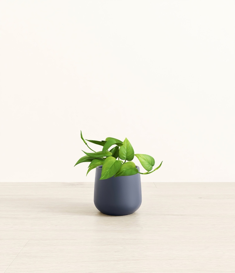 Small Jade Pothos in Self Watering Ceramic Potter