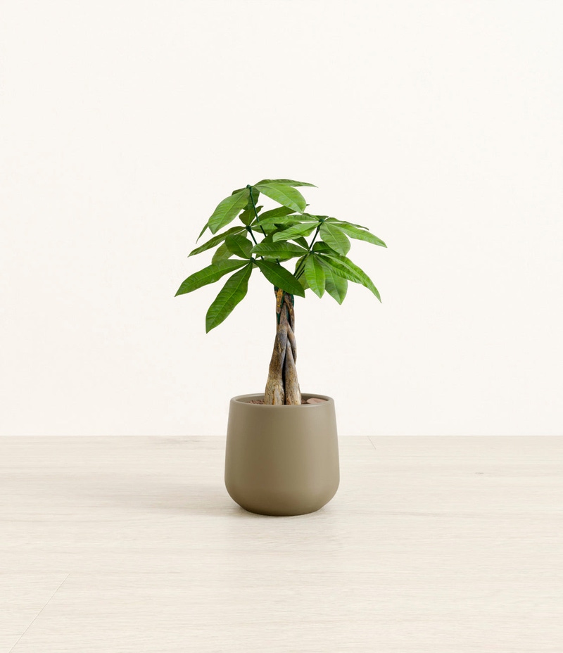 Small Money Tree in Self Watering Ceramic Potter