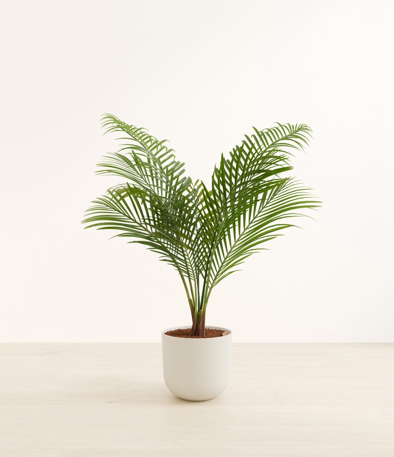 Huge Majesty Palm in Self Watering Ceramic Potter