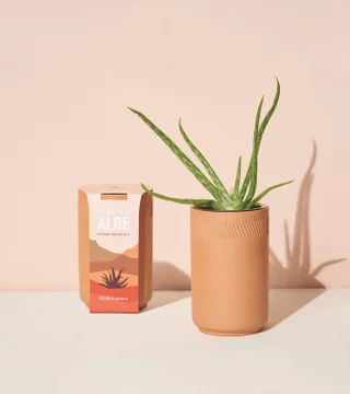 Healing Aloe