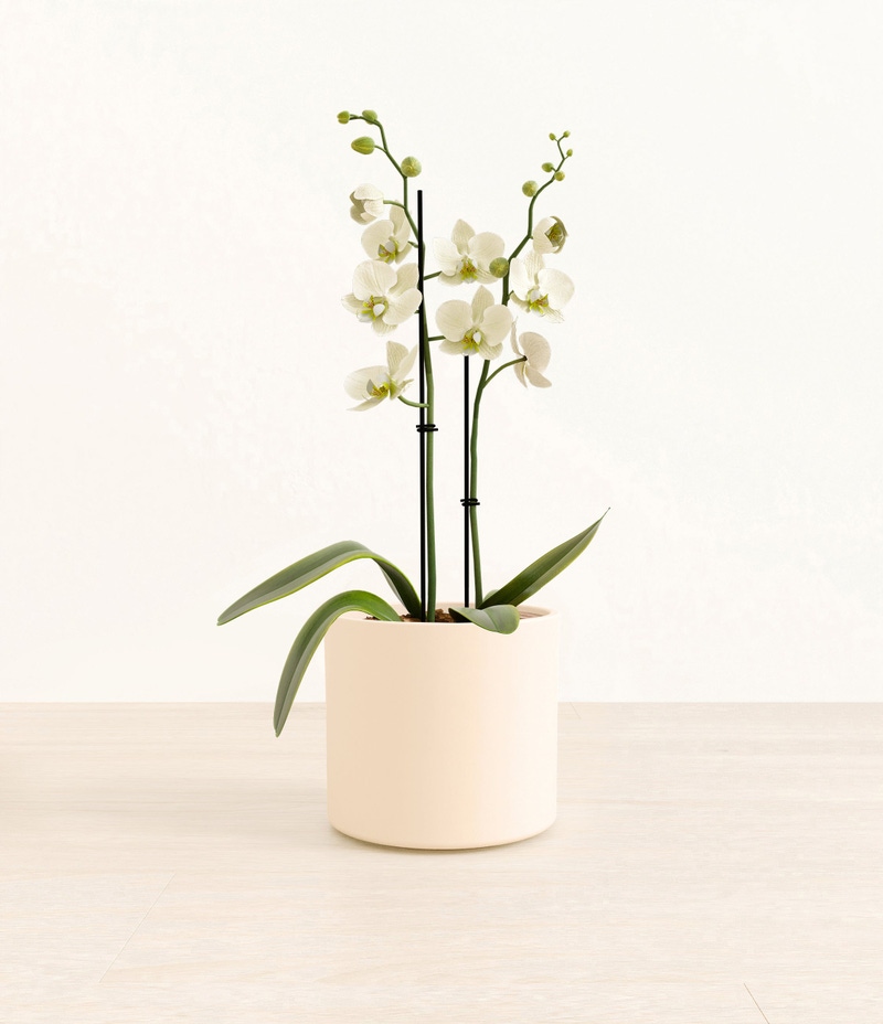 Medium White Orchid in Self Watering Ceramic Potter