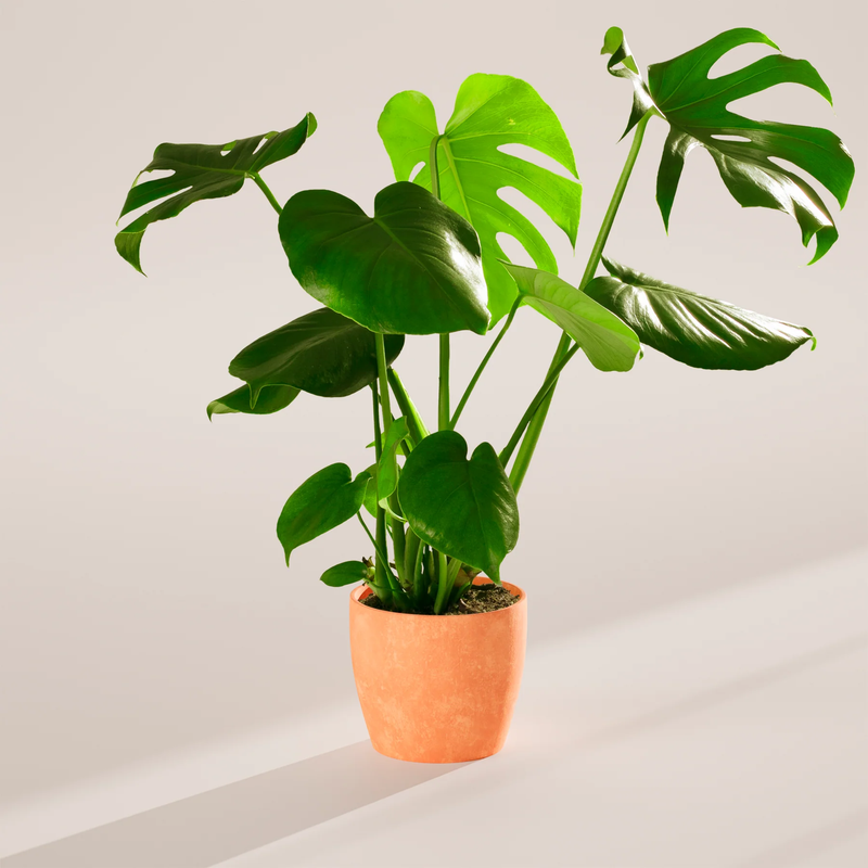 Medium Monstera Deliciosa with Eco Pot
