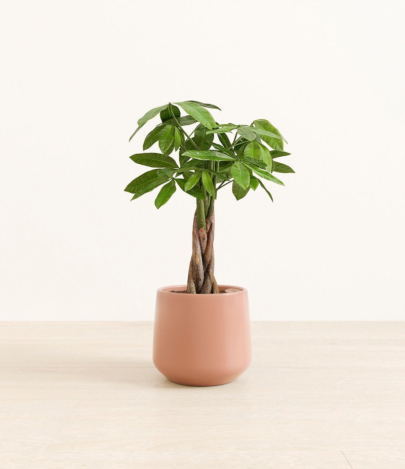 Medium Money Tree in Self Watering Ceramic Potter