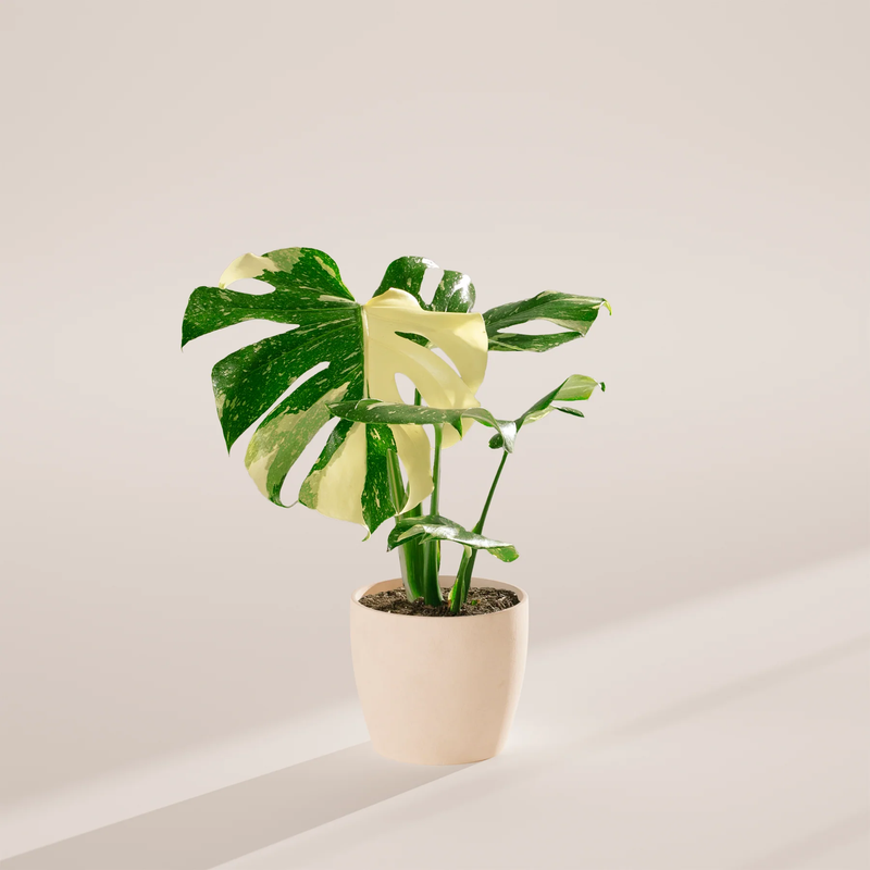 Medium Monstera Thai Constellation with Eco Pot