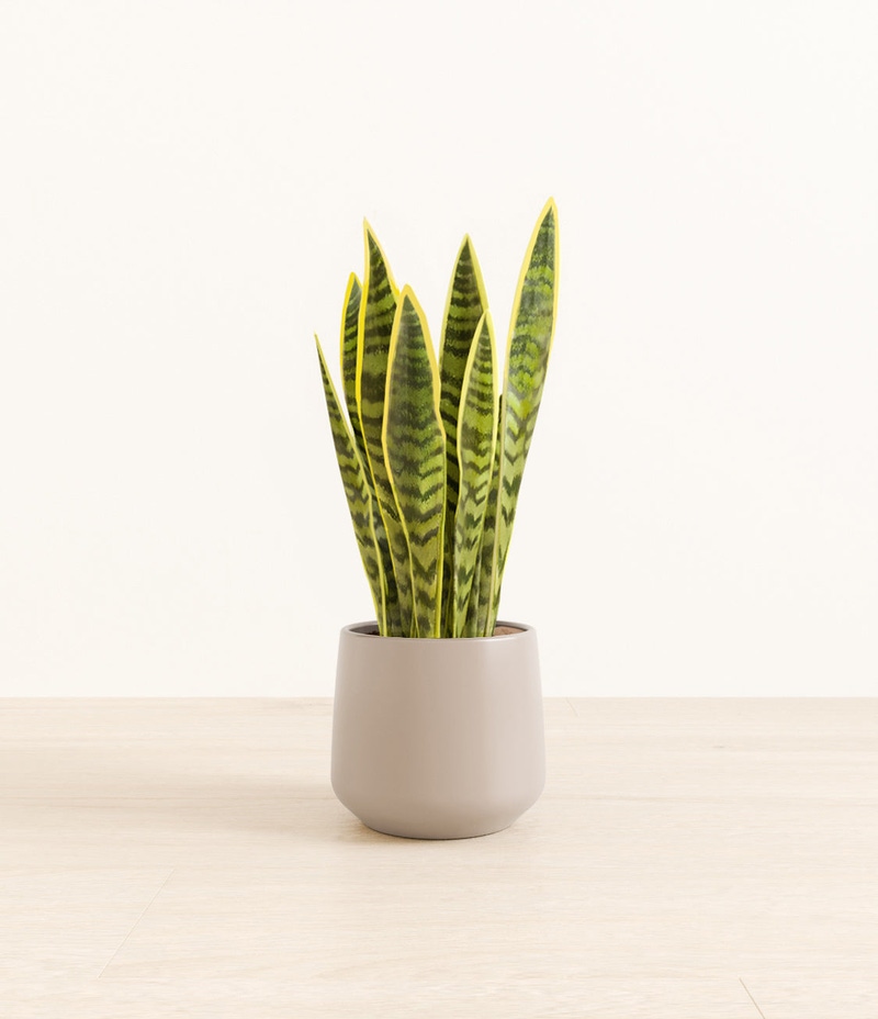 Medium Golden Snake Plant in Self Watering Ceramic Potter