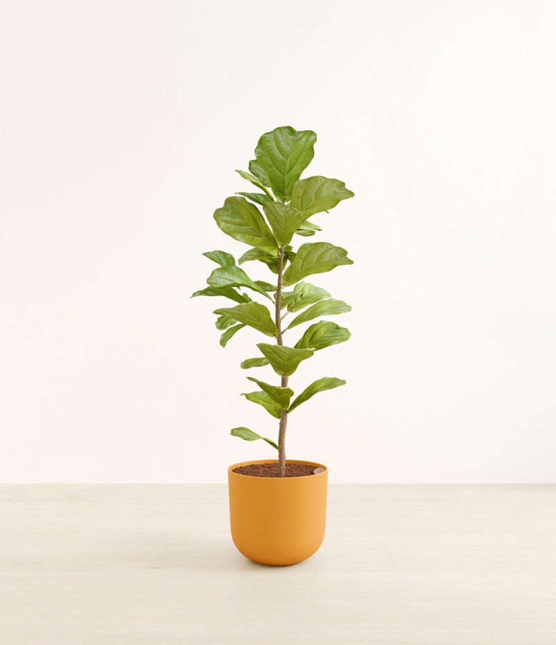 Huge Fiddle Leaf Fig in Self Watering Ceramic Potter