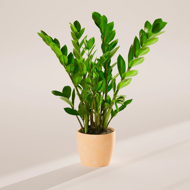 Medium ZZ Plant with Eco Pot