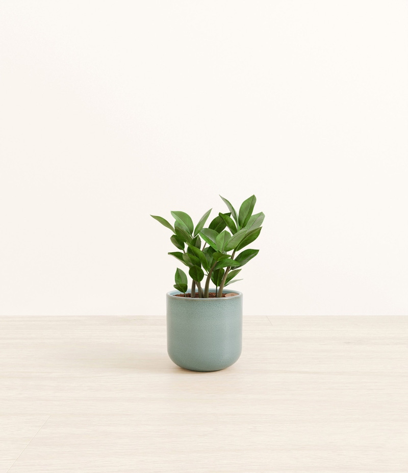 Small ZZ Plant in Self Watering Ceramic Potter