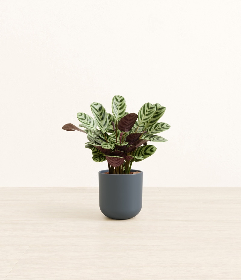Small Marxii Calathea in Self Watering Potter